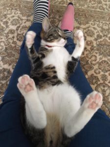 Kitty Angels Premier Cat Sitting Service Milton Keynes