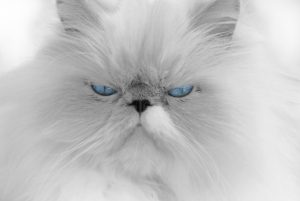 Kitty Angels Premier Cat Sitting Service Pricing