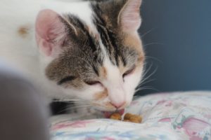 Kitty Angels Cat Sitters - Ideal Alternative to Cattery