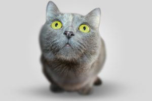 Kitty Angels Premier Cat Sitting Service Black Country