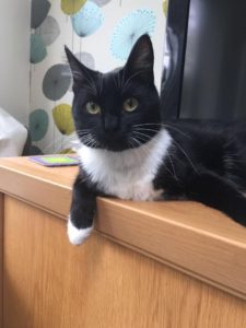 Kitty Angels Premier Cat Sitting Service Black Country