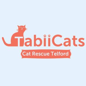Kitty Angels Premier Cat Sitting Service Telford Tabii Cats Rescue