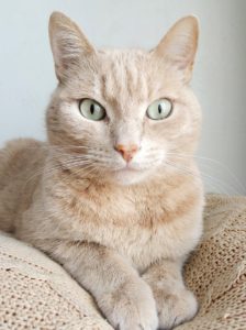 Kitty Angels Professional Cat Sitters Kitty Angels Coventry