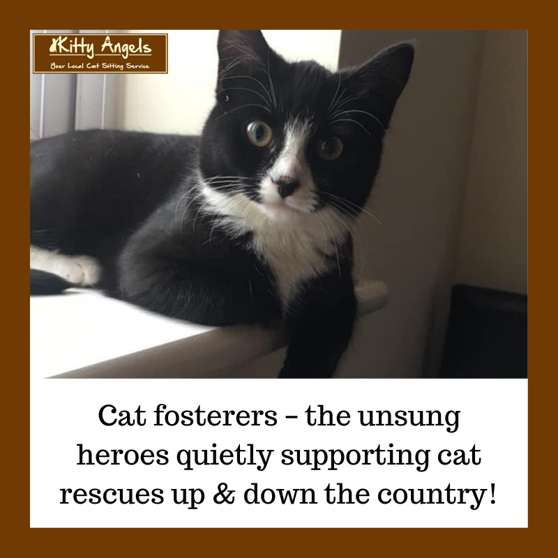 Kitty Angels | Cat Sitters Cat Sitting | Cat fosterers